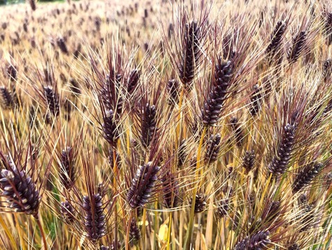 自然栽培　もち麦(玄麦・ダイシモチ)　2kg　農薬肥料不使用のスーパーフード！