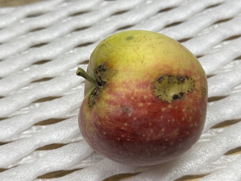 【ご予約／天候被害果】希少価値の高い夏りんご【シナノリップ　訳あり】３㎏
R-w3