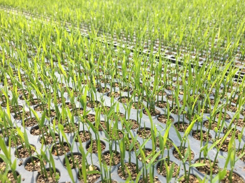 令和７年産 北海道 ななつぼし 【精米５kg】 わっさむのおこめ