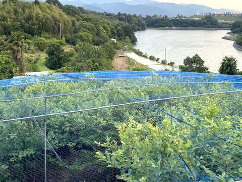 朝摘み　ブルーベリー　ラビットアイ系　６００ｇ（３００ｇｘ2ｐ）《生食・ジャム・スムージーに》　農薬不使用　【橋本ふるさと便】