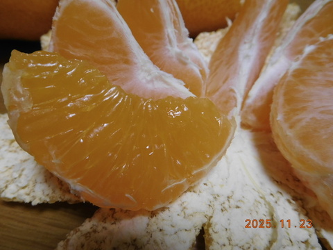 🍊伊豆産　今が旬！とろける甘さ　早生温州みかん 　　　　　　風袋込み約5.0kg