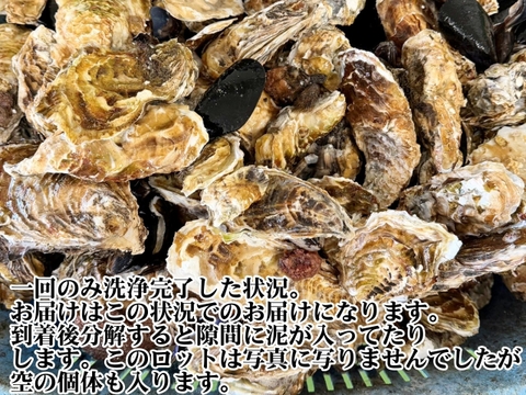 5kg 海から水揚げしたままの牡蠣【要説明確認】生食用 ムール貝 アカザラガイ 手間のかかる牡蠣です 生牡蠣 牡蛎 kaki oyster 松島牡蠣屋 かき カキ 半分程度は不要なゴミが出ます BBQ