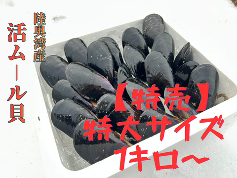 【特売品】陸奥湾産天然 活ムール貝〈特大サイズ〉1kg〜