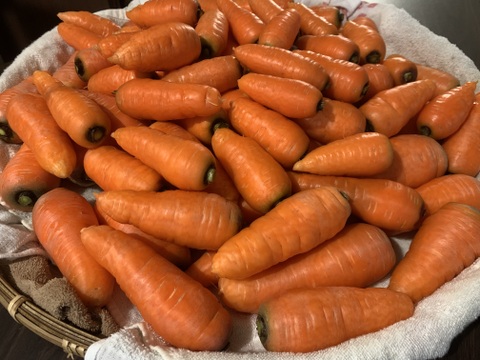 【自然農】旬の冬人参（4kg）無施肥・農薬不使用・自家採種・露路栽培・自然の恵100％