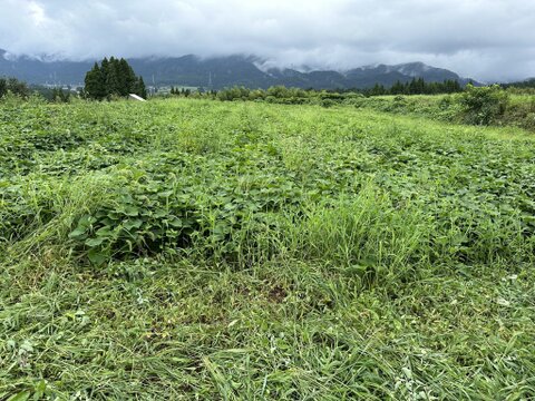 富山県南砺市立野原産赤土べにはるか