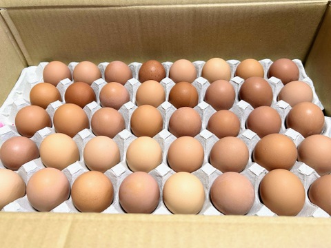 平飼い有精卵 おぼろ月  40個入紙トレイ（37個+割れ補償3個）遠藤農園 埼玉県加須市 後藤もみじ卵