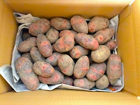 コクと甘味が特徴の希少品『グラウンドペチカ』 ジャガイモ (4kg)