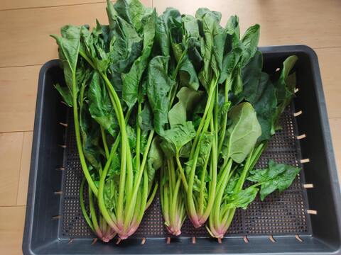 ✨加熱で本領発揮！完熟ほうれん草！ドカンと爆盛り2.5kgセット｜炒め物・おひたしに◎（農薬・化学肥料不使用）✨