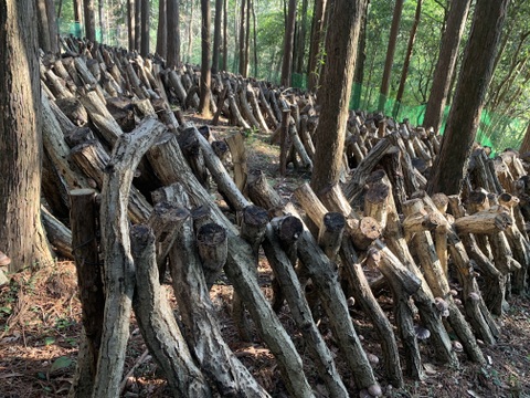 ほんとに天城の椎茸はうめ〜ら⁉️
無添加！農薬不使用！乾し椎茸　伊豆天城産　清助しいたけ　無選別