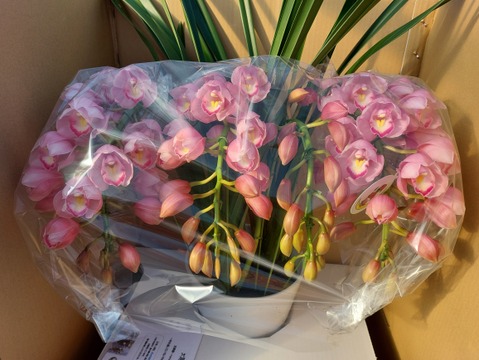 【年末予約用】シンビジウムアーチ仕立て3本立