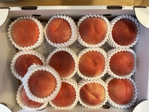 白鳳　夏の桃の定番　ご好評販売中の早生品種　家庭専用・訳あり　2.8キロ前後　12から13個入り