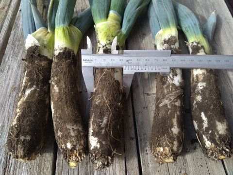 冬の大名！下仁田ねぎ　訳あり１㎏