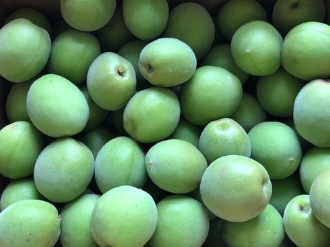 梅ジュース、梅酒、梅ジャムに最適、自然栽培の青梅　2kg