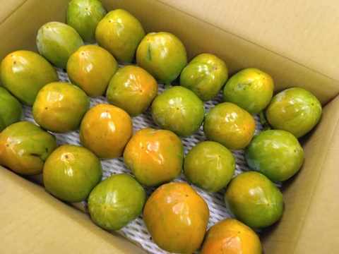 「山梨県産」甲州百目（干し柿用渋柿）ご家庭用5ｋｇ（15～22個）