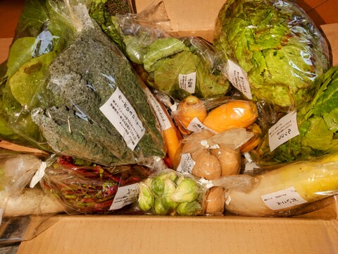 【旬のVEGE箱（Rサイズ）】土壌医＆有機農家がつくる！畑の「今」を箱いっぱいにつめこんだ野菜セット（約11〜12品種）