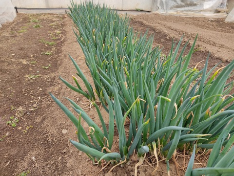 ✨農薬・化成肥料不使用の土の力で育った、主役になる小葱　約1kg✨