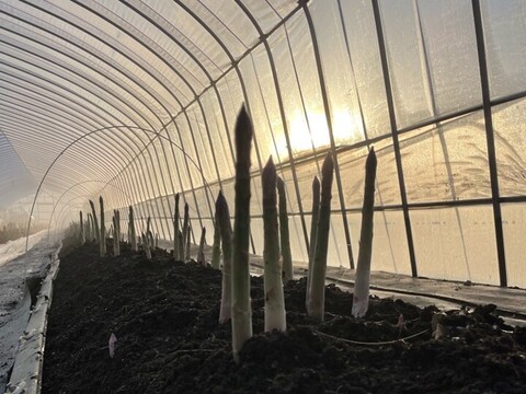 【先行予約/春限定】北海道産！大地の恵みを存分に受けた青空ファーム池田の青空アスパラ【2L/１kg】