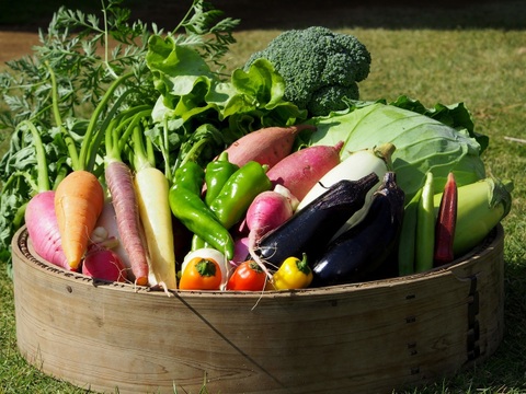 【ふるさと納税・定期便6ヶ月】Lサイズ ＊旬野菜セット(約10~11品)×6回【農薬：栽培期間中不使用】 ＜千葉県我孫子市＞