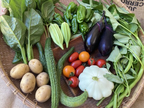 太陽の恵みをめいっぱい！季節の野菜セット【10品目】＃栽培期間中農薬・化学肥料不使用