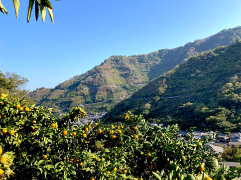 滴る果汁・甘〜い石地みかん5kg　ご家庭用（２S〜LL：約５５個）