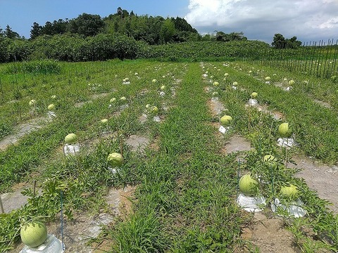 【復刻！】旭大和西瓜 Mサイズ