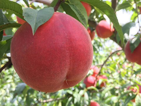 夏の新しい美味しさ！ 贈答用 桃 ワッサー 約2.8キロ 6-13玉 夏ギフト #NPW0A028