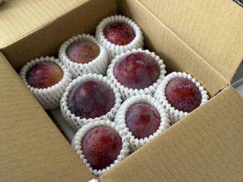 【2026年先行予約】【すもも・貴陽】一生に一度は食べたい！王様のひと玉！おうち用（すもも）お試しセット 約6~8玉