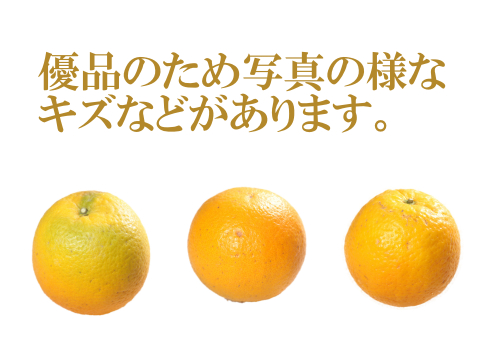 濃厚完熟　【朝どれ】　愛媛中島産バレンシアオレンジ　優品・1.8ｋｇ