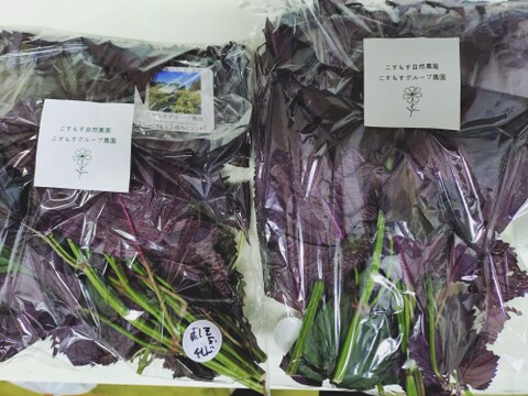 赤紫蘇の茎付きの葉５本以上（約25cmほどのもの）☆梅干し作りに☆赤紫蘇ジュースに☆農薬、除草剤、化学肥料不使用☆※チルド発送