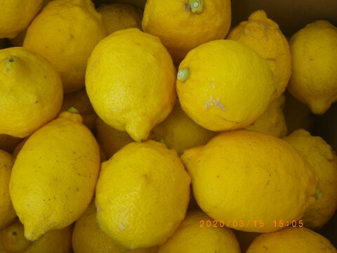 自然農レモン(4kg)　混合　60年以上農薬肥料不使用の畑で栽培　因島産