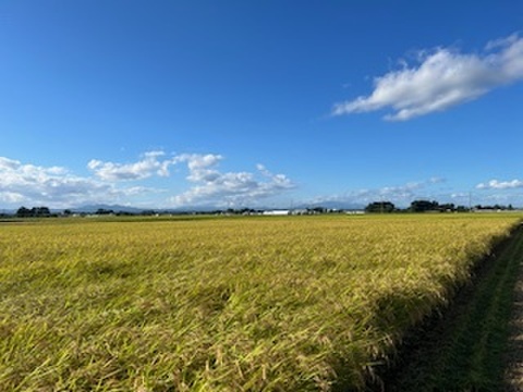 新米　令和7年産【世界農業遺産】宮城県大崎市産　ひとめぼれ　玄米３０キロ
