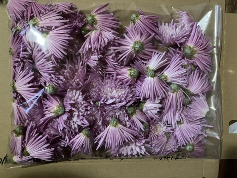 【2026年度予約商品】山形伝統野菜 紫食用菊"嫁の顔"150g遊佐町在来種