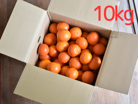 濃厚果汁がたっぷり！　セミノール【贈答用(特選品)】[5kg]　319-1