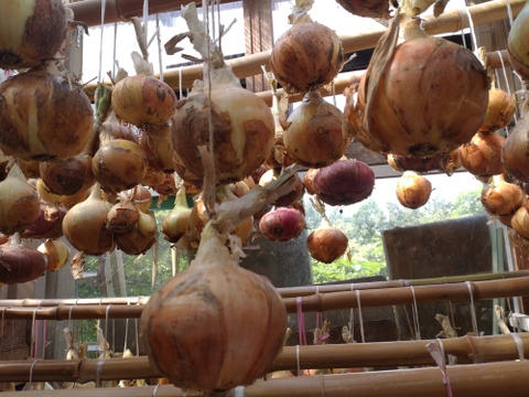 【農薬不使用 新玉ねぎ３kg】 農薬、除草剤、化学肥料等不使用 ☆玉ねぎ３キロ（80サイズ段ボールにほぼ満杯分です）☆農薬、除草剤、化学肥料不使用（葉の部分はお付けいたしません）