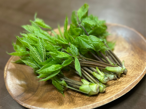 旬をいただく！愛知県豊田市旭産　コシアブラ 300ｇ