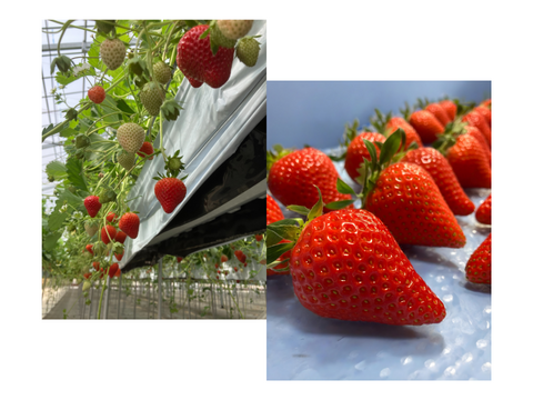 【ギフト】宮城県産「完熟の大玉スターナイト」12粒～15粒ギフト箱入り