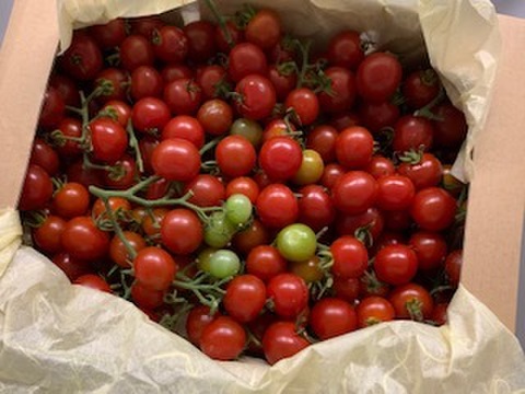 7月発送 化学肥料 農薬完全不使用 青森産 ミニトマト レッド イエロー 500ｇ 青森県産 食べチョク 農家 漁師の産直ネット通販 旬の食材を生産者直送