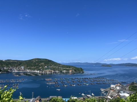 みかんゼリー6個入り