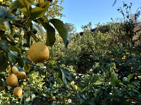 【農薬減栽培】紀州の「レモン」大玉　１０㎏