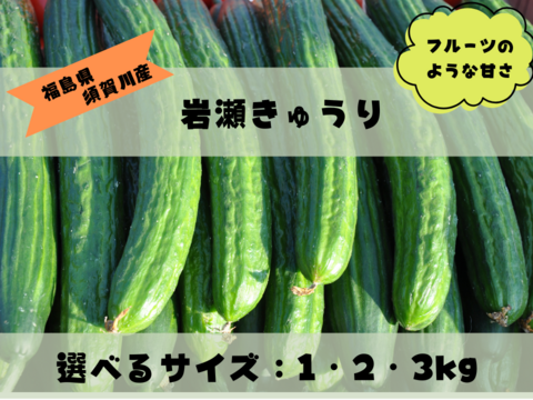 フルーツのような甘さ！みずみずしくておいしい！福島県須賀川市産『岩瀬きゅうり』　1kg