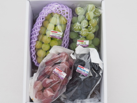 【福袋2025】食べチョク農園人気セット！！9月上旬～収穫出来次第の発送★大粒ぶどう食べ比べ！！おまかせで3～5品種入り