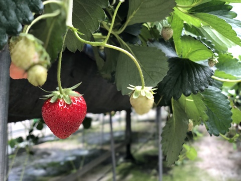 八ヶ岳産 ありがいちご　「よつぼし」 12粒 食べ始めたら止まらない！1粒づつ包装で輸送に強い！標高1000m 太陽とミネラル豊富な水の恵み　期間及び数量限定