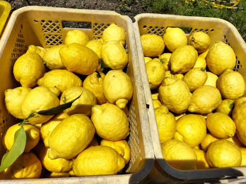【広島県産】これが夏レモン！びっくりサイズ（約18個～23個入り）