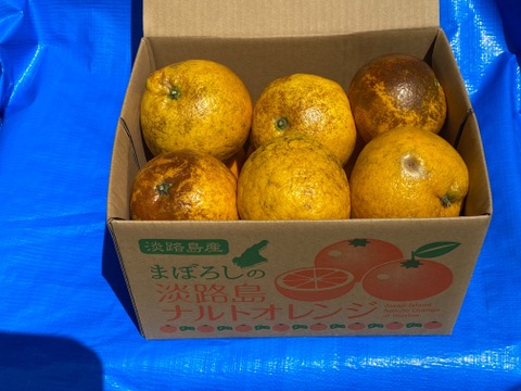 【今が旬】人気のお買得訳ありの幻の柑橘　淡路島なるとオレンジ2.８kg数量限定