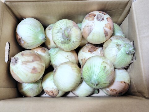 春のSALE‼️【正品+訳あり・混合セット】淡路島　 新玉ねぎ！みずみずしく、柔らか〜い！5ｋｇ【ひょうご安心ブランド認証】特別栽培　早生　サラダ