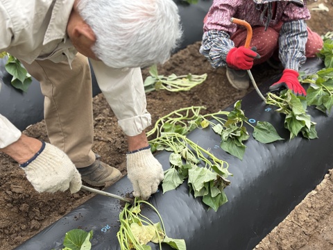 taneco 熟成 種子島安納いも（生いも） 【Ｓサイズ・２kg】