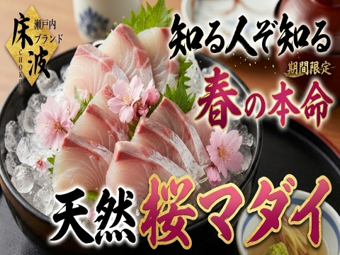 🐟旬の絶対王者🐟食通が密かに取り寄せる旬のご褒美『天然国産桜マダイ』長州床波ブランドお試しキャンペーンお刺身約350g【4月中下旬予約】