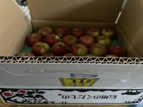 すっぱい夏りんご！訳ありシナノレッド5キロ箱　商品ID97539 長野県 信州 安曇野 リンゴ 幻 幻のリンゴ 予約 希少 旬