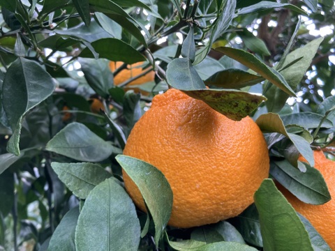 愛媛県八幡浜市産 デコ 8kg