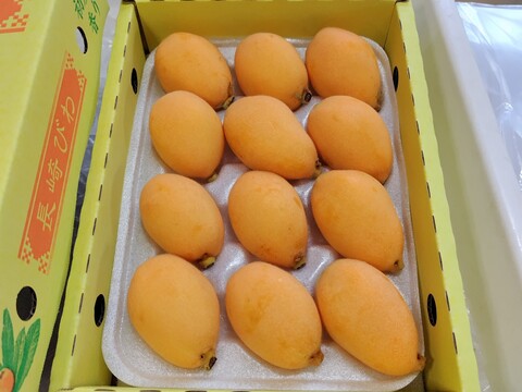 採りたて新鮮が一番美味しい！甘さ濃～い！長崎産露地びわ「千々（ちぢ）んびわ」　　食べきり６００ｇ箱（１２玉）にてお届け